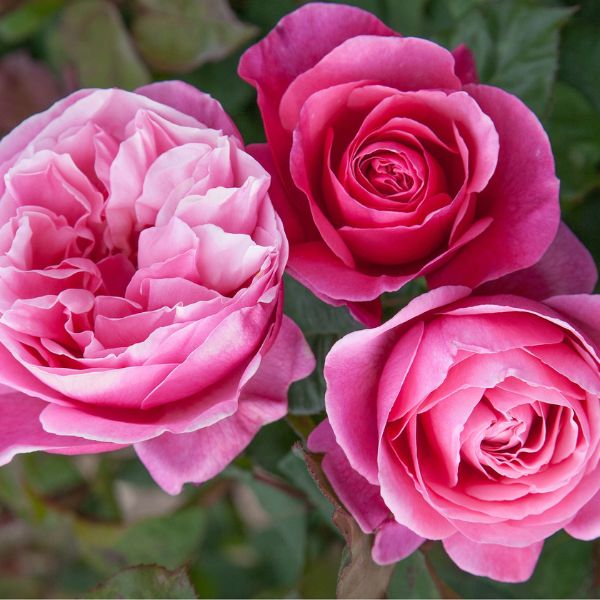 Dee - Lish® Hybrid Tea Rose - Bush - Nature Hills Nursery - 3 Container - 