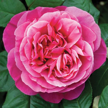 Dee - Lish® Hybrid Tea Rose - Bush - Nature Hills Nursery - 3 Container - 