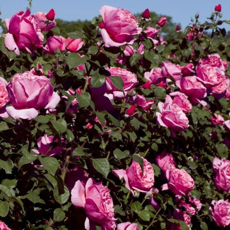 Dee - Lish® Hybrid Tea Rose - Bush - Nature Hills Nursery - 3 Container - 