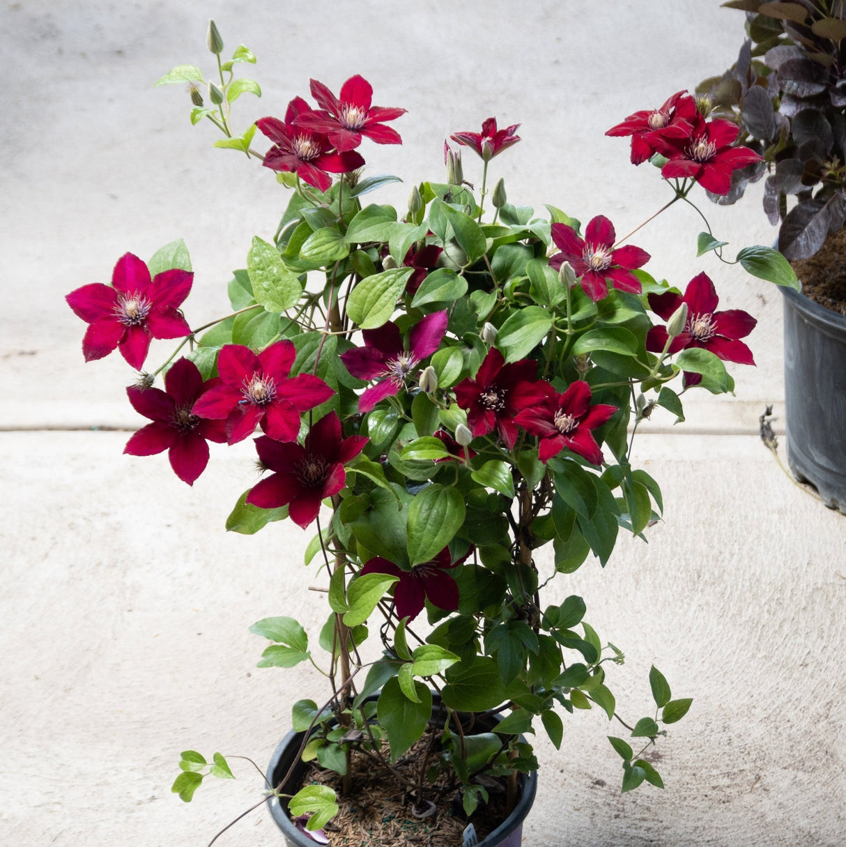 A potted climbing plant on a trellis, covered in striking deep red, star-shaped flowers with light-colored centers.