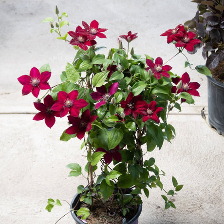 A potted climbing plant on a trellis, covered in striking deep red, star-shaped flowers with light-colored centers.