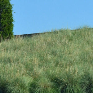 Deer Grass - Nature Hills Nursery - #1 Container - 