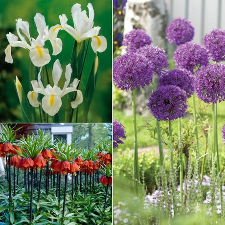 Deer, Rodent and Squirrel Resistant Garden Blend - Nature Hills Nursery - 25 Pack Bulbs - 
