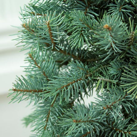 Baker's Colorado Blue Spruce Holiday Tree