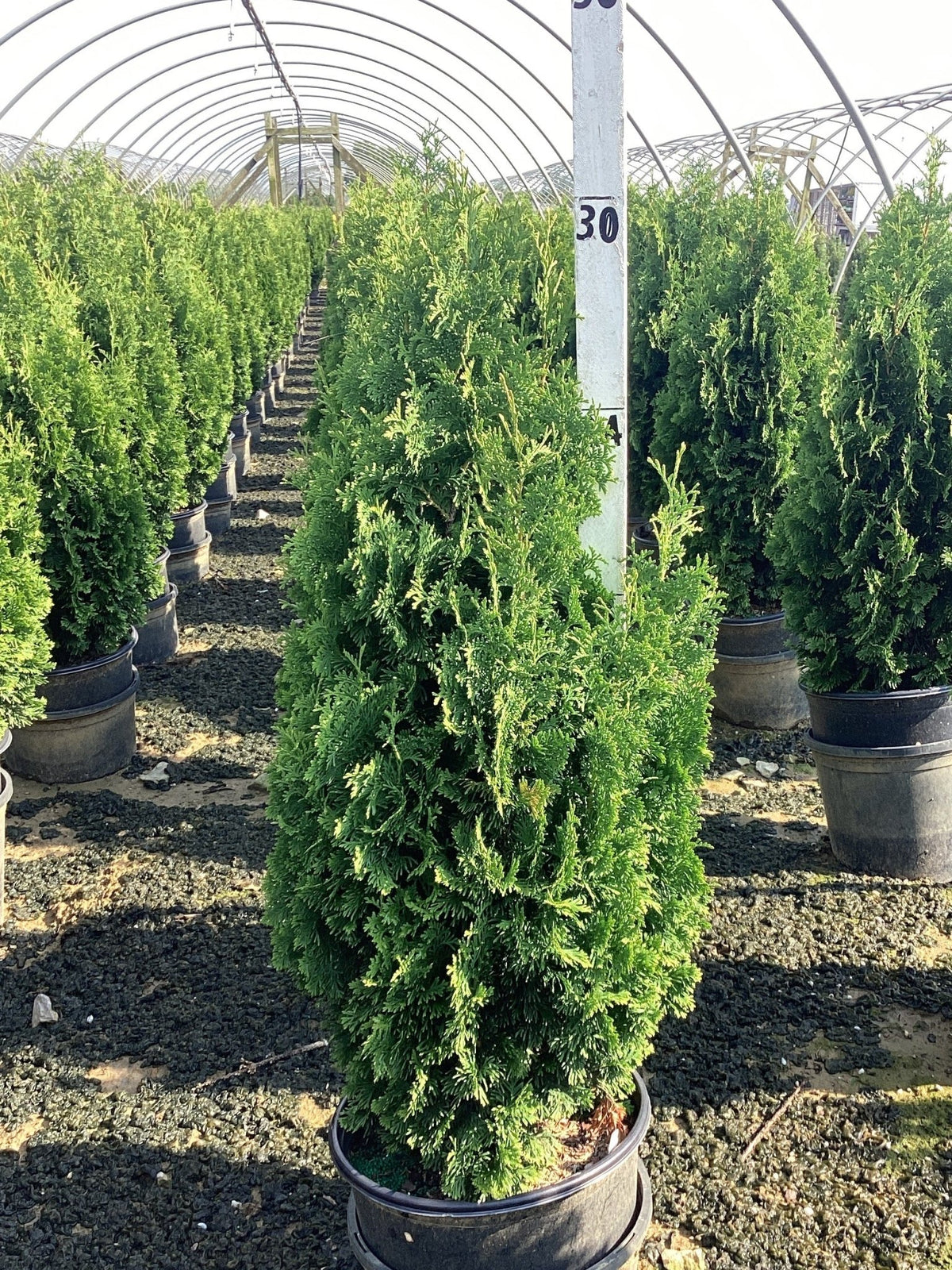 thuja d 30 Degroot's Spire Arborvitae