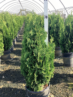 Degroot's Spire Arborvitae