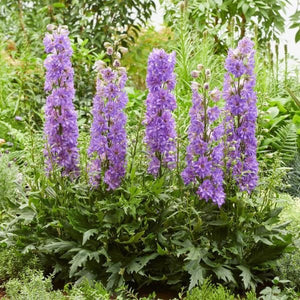 Delgenius™ Breezin Delphinium Blooms