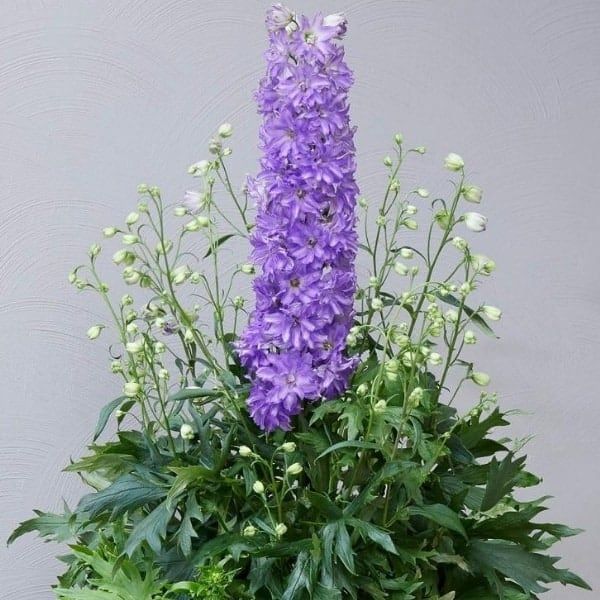 Delgenius™ Breezin Delphinium Bloom