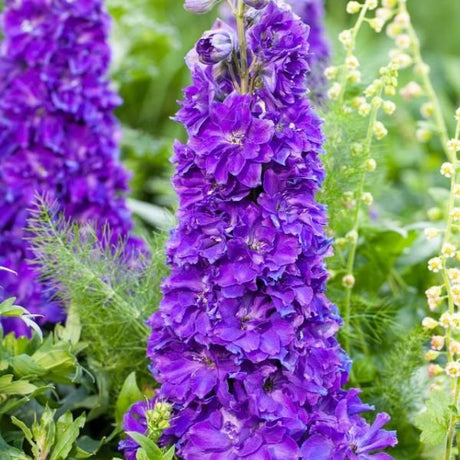 Delgenius™ Kingsley Delphinium (Delphinium x 'Kingsley' PP34,675), a perennial featuring purple flowers and perennial.
