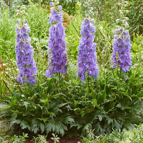 Delgenius™ Shelby Delphinium (Delphinium 'Delgenius Shelby'), a perennial featuring blue, purple flowers and perennial.