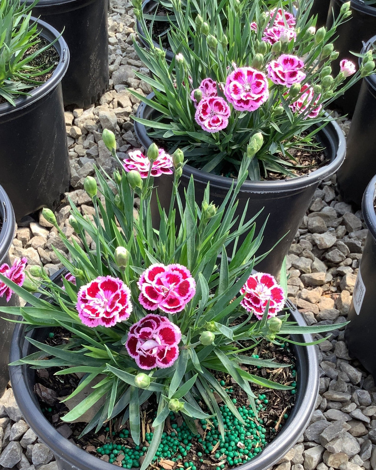 Delilah™ Bicolor Magenta Dianthus - Perennial - Nature Hills Nursery - 1 Container - 