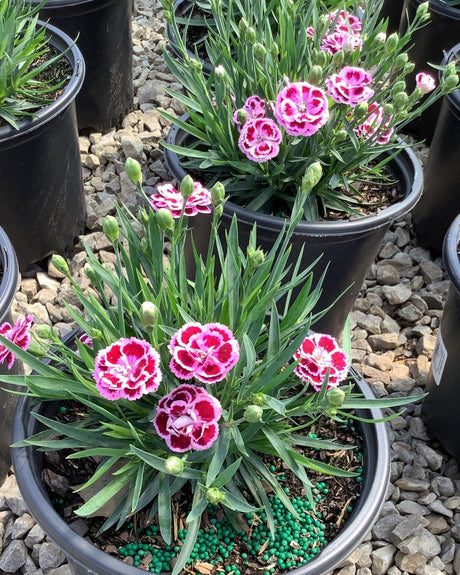 Delilah™ Bicolor Magenta Dianthus - Perennial - Nature Hills Nursery - 1 Container - 