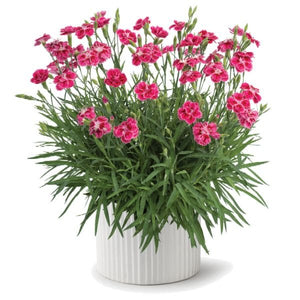 Delilah™ Bicolor Magenta Dianthus (Dianthus plumarius ‘Bicolor Magenta’), a perennial featuring purple, red flowers and perennial.