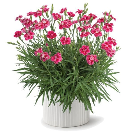 Delilah™ Bicolor Magenta Dianthus (Dianthus plumarius ‘Bicolor Magenta’), a perennial featuring purple, red flowers and perennial.