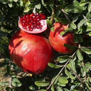 Desertnyi Pomegranate - Nature Hills Nursery - #1 Container - 