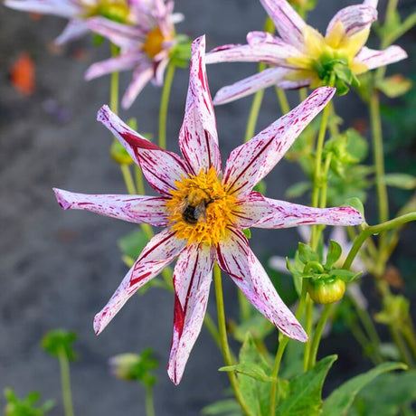 Destiny's Teacher Dahlia - Nature Hills Nursery - 5 Pack Bulbs - 