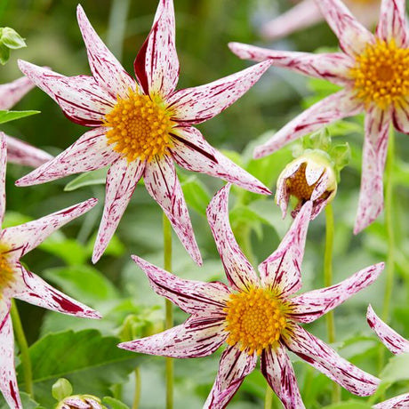 Destiny's Teacher Dahlia - Nature Hills Nursery - 5 Pack Bulbs - 