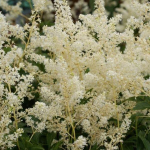 Deutschland Astilbe