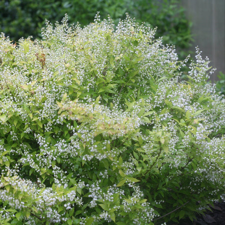 Chardonnay Pearls Deutzia shrub displays masses of small white bell-shaped flowers covering bright green foliage in full spring bloom.