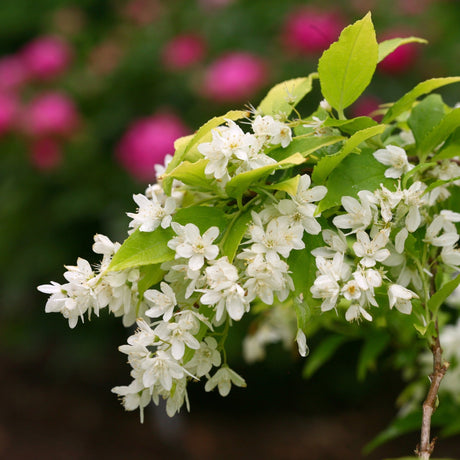 Chardonnay Pearls Deutzia shrub displays clusters of pure white flowers with prominent stamens against bright green serrated leaves in spring bloom.