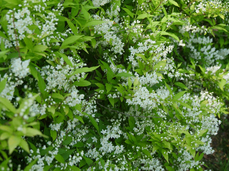 Chardonnay Pearls Deutzia shrub displays abundant pure white clustered flowers amid bright green ovate leaves during peak spring bloom.