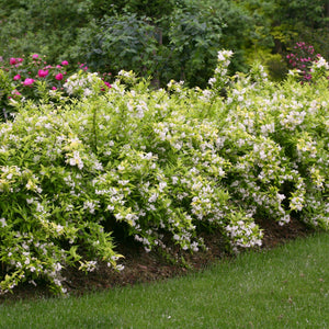 Chardonnay Pearls Deutzia shrub displays masses of small white star-shaped flowers against bright green foliage in a garden border setting with pink.