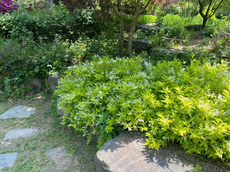 Chardonnay Pearls Deutzia shrub displays masses of white star-shaped flowers against bright chartreuse foliage in a naturalistic shade garden setting.