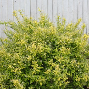 Chardonnay Pearls&reg; Deutzia
