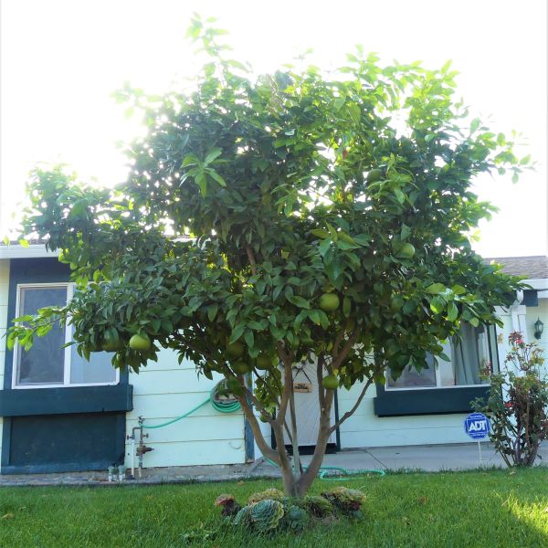 Ruby Red Grapefruit Tree