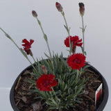 Fire Star Dianthus