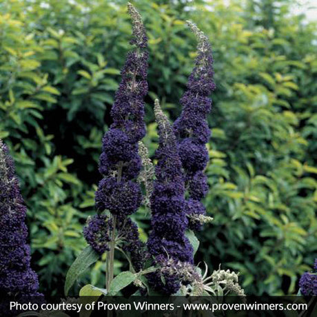 English Butterfly&trade; Adonis Blue&trade; Butterfly Bush