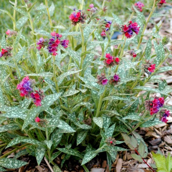 Raspberry Splash Lungwort