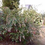 Amethyst Coral Berry