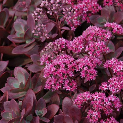 SUNSPARKLER Firecracker Sedum