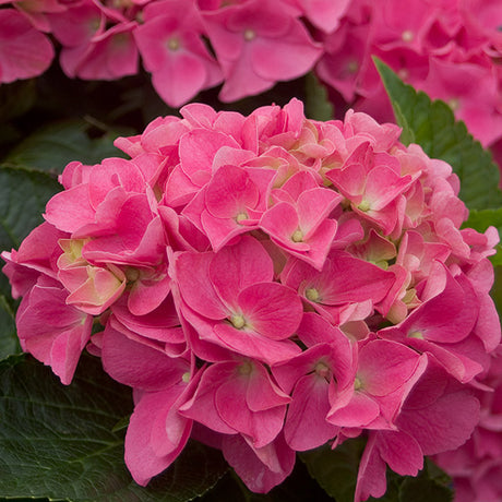 Cityline&reg; Vienna Bigleaf Hydrangea