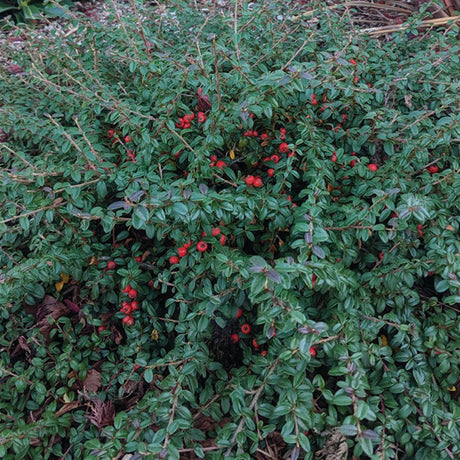 Emerald Beauty&trade; Cotoneaster