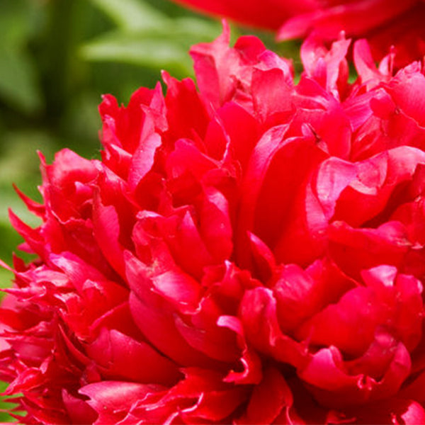 Red Charm Peony