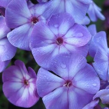 Blue Paradise Phlox