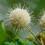 Audubon&reg; Native Buttonbush