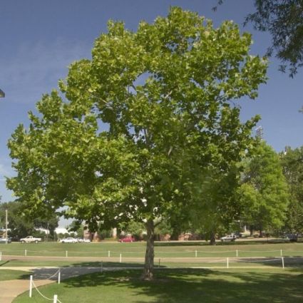 American Sycamore