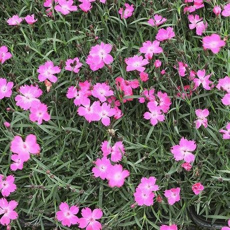 Kahori&reg; Pink Dianthus