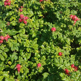 Pink Rugosa Rose