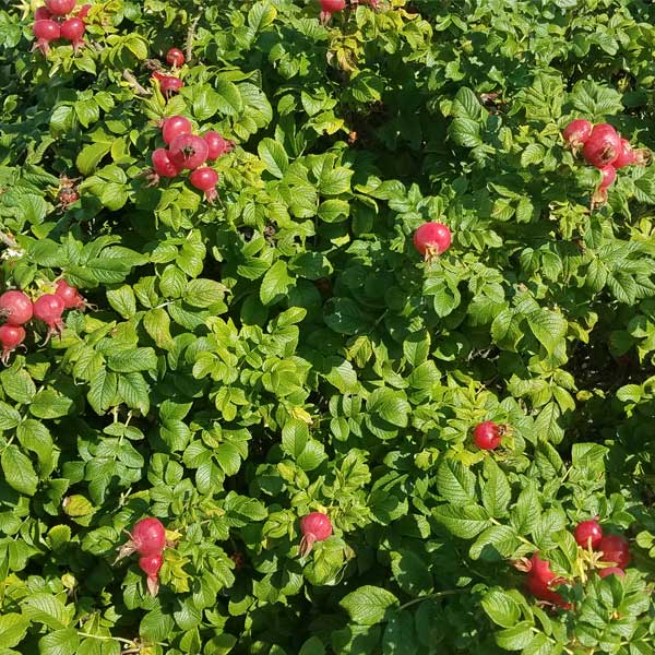 Pink Rugosa Rose | Buy at NatureHills.com