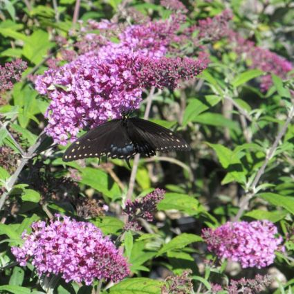 Pink Delight Butterfly Bush