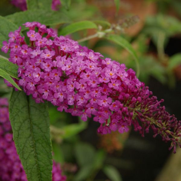 Buzz&trade; Purple Butterfly Bush