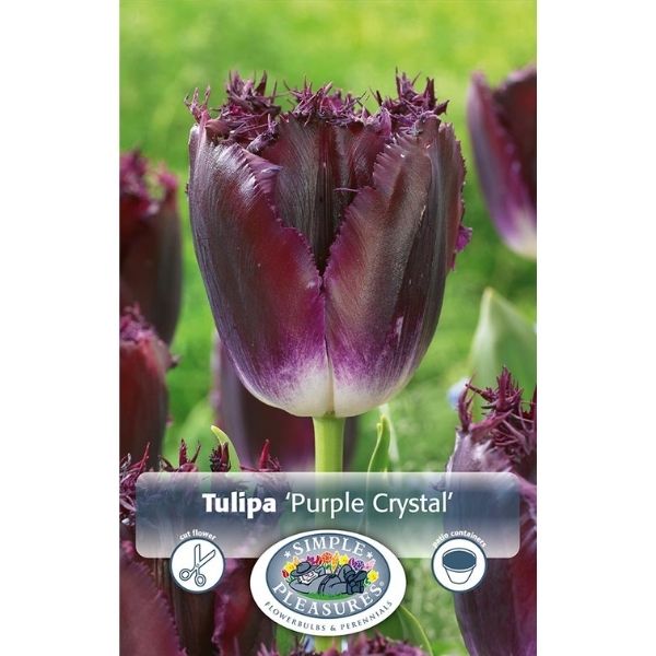 Purple Crystal Tulip