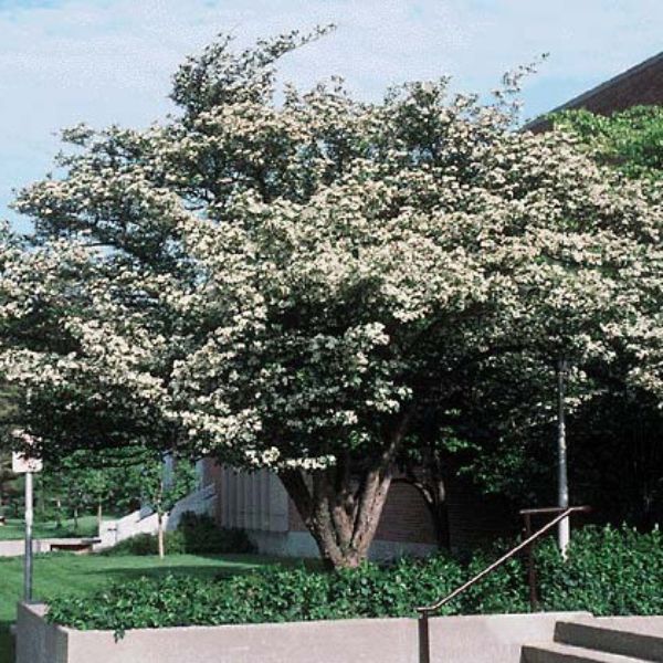 Thornless Cockspur Hawthorn