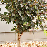 Diabolo Ninebark Tree Form - Nature Hills Nursery - 4 - 5 Feet Bareroot - 