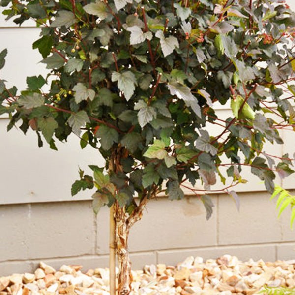 Diabolo Ninebark Tree Form - Nature Hills Nursery - 4 - 5 Feet Bareroot - 
