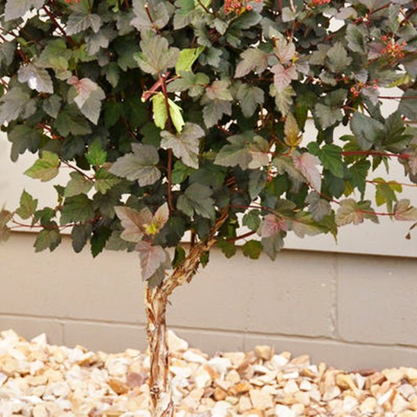 Diabolo Ninebark Tree Form - Nature Hills Nursery - 4 - 5 Feet Bareroot - 